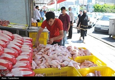 افزایش عرضه مرغ در بازار تهران