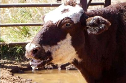 آخرین وضعیت شیوع تب برفکی در کشور / تعداد کانون‌ها به ۵۷۰ مورد رسید