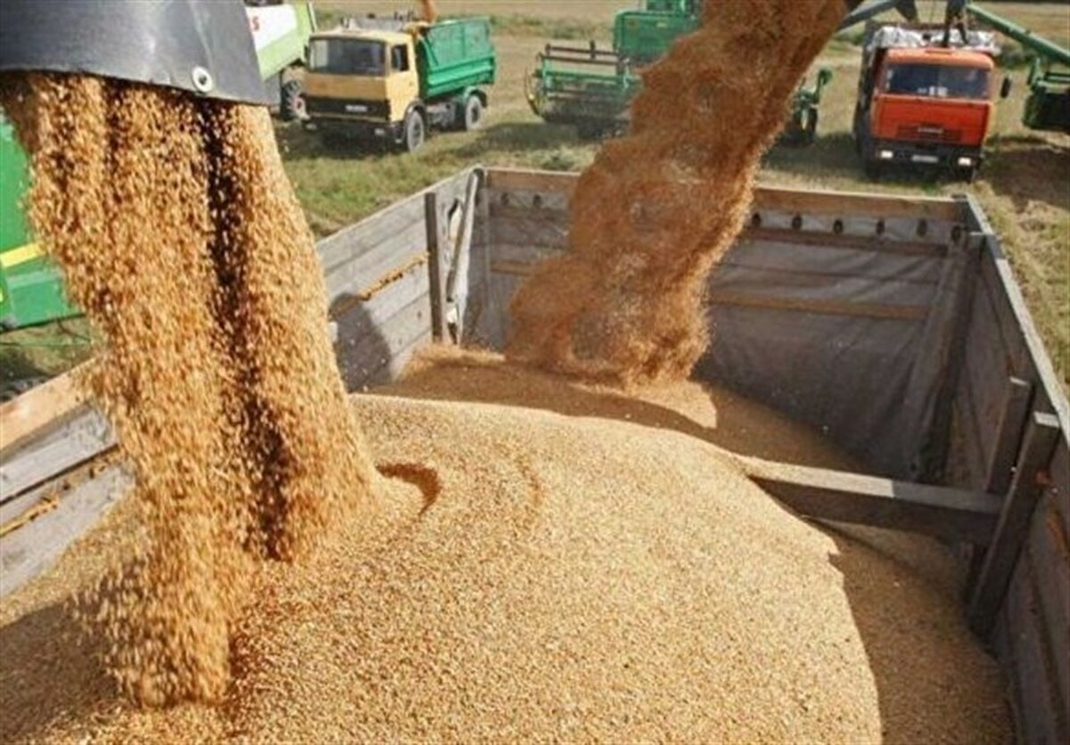 قیمت مرغ و گوشت پایین می‌آید؟ / توزیع یک میلیون تن نهاده دامی وارداتی در سراسر کشور