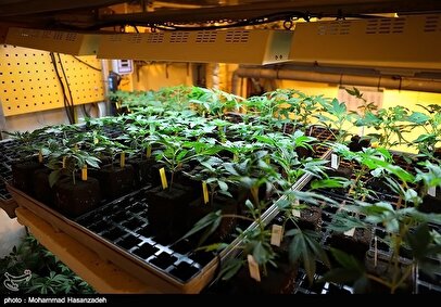 بزرگترین کشف ماریجوانا توسط پلیس در استان تهران