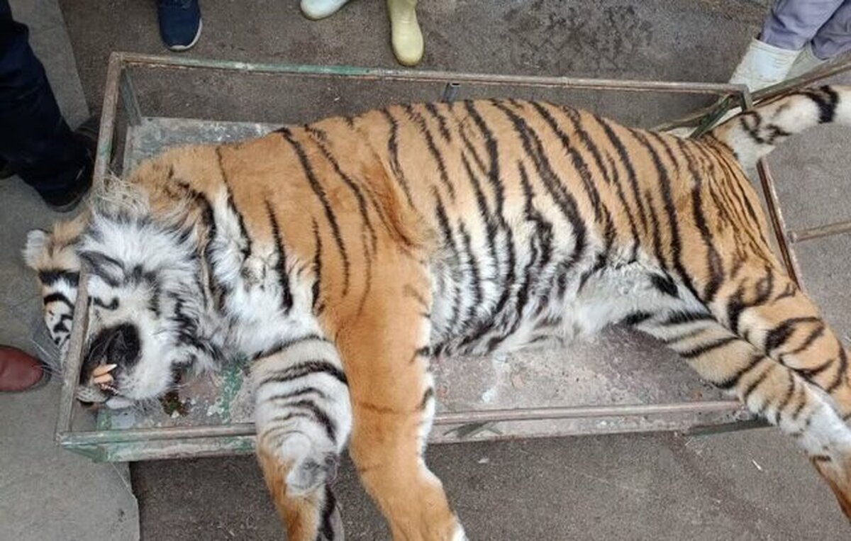 یک ببر در پارک الیمالات چمستان تلف شد / انتشار فیلمی از وضعیت نامناسب این ببر