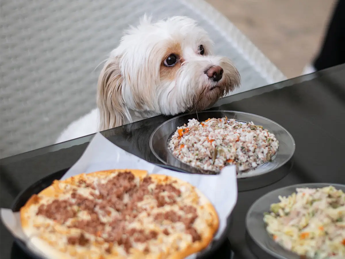 از عجایب لاکچری بازی در تهران؛ از کتلت تا پیتزا مخصوص/ رونمایی از کافه سگ‌ها در تهران! +عکس