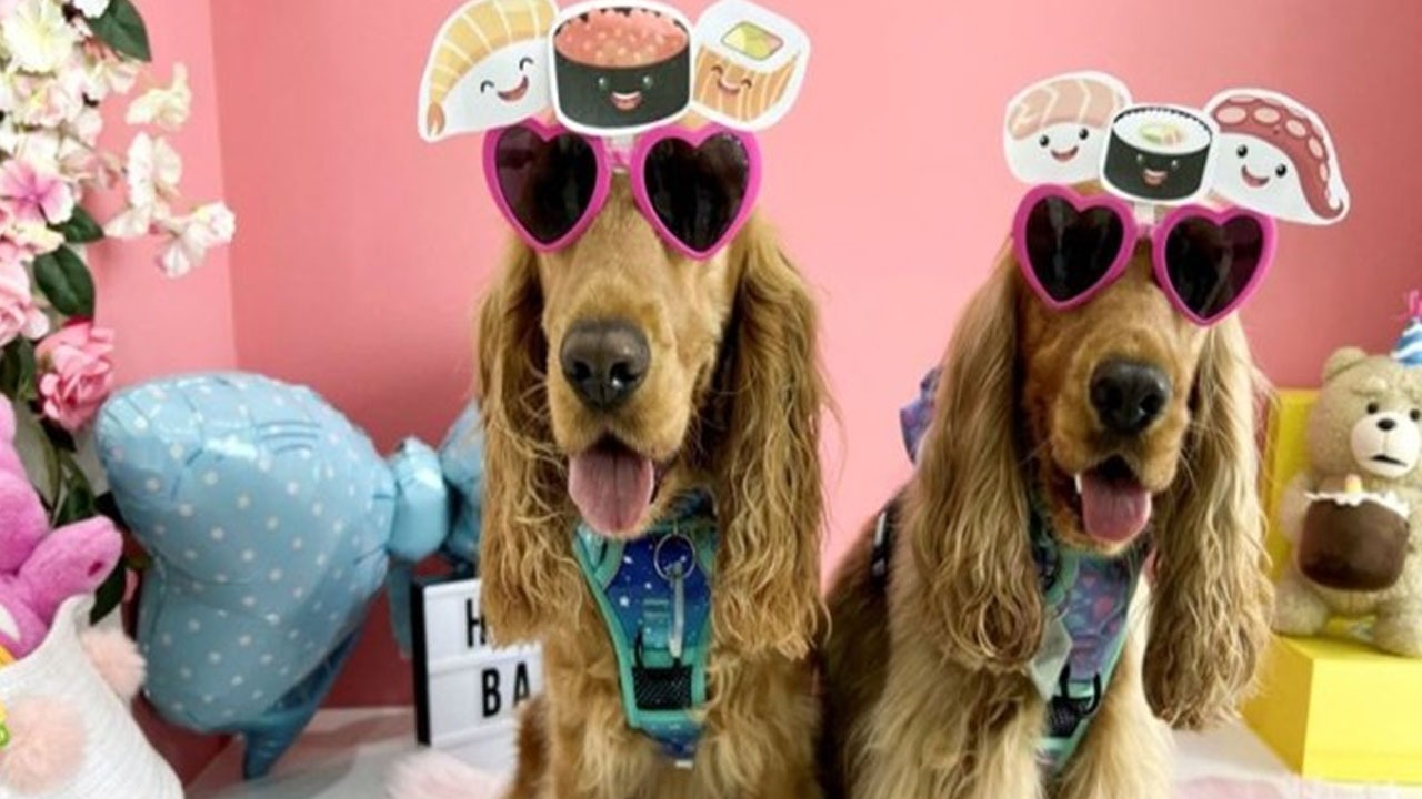 از عجایب لاکچری بازی در تهران؛ از کتلت تا پیتزا مخصوص/ رونمایی از کافه سگها در تهران! +عکس از عجایب لاکچری بازی در تهران؛ از کتلت تا پیتزا مخصوص/ رونمایی از کافه سگها در تهران! +عکس