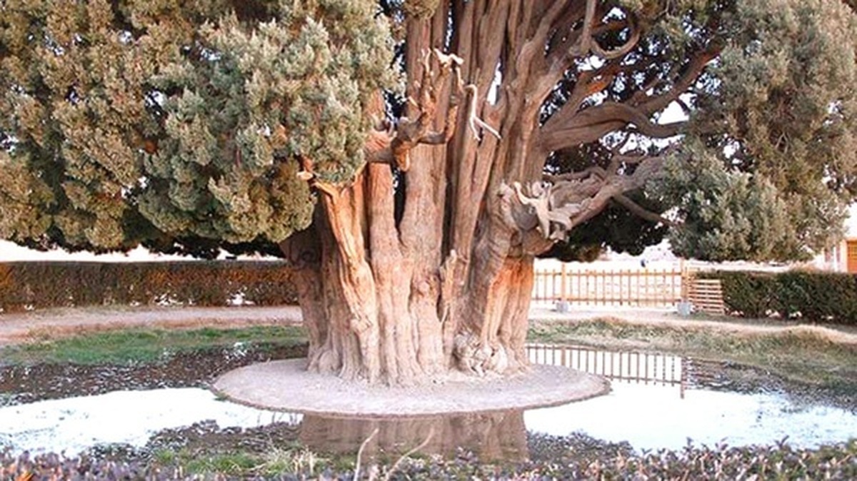 با پیر‌ترین موجود زنده ایران آشنا شوید + فیلم