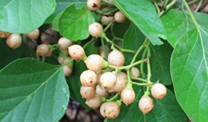 درمان سرماخوردگی و سرفه با این میوه