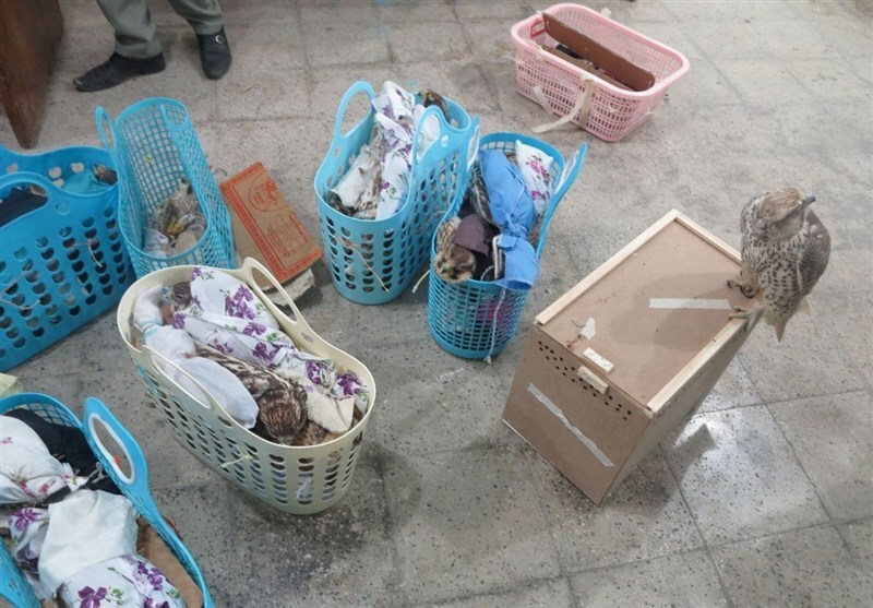 پرنده ۷۴ میلیاردی در بوشهر کشف و ضبط شد