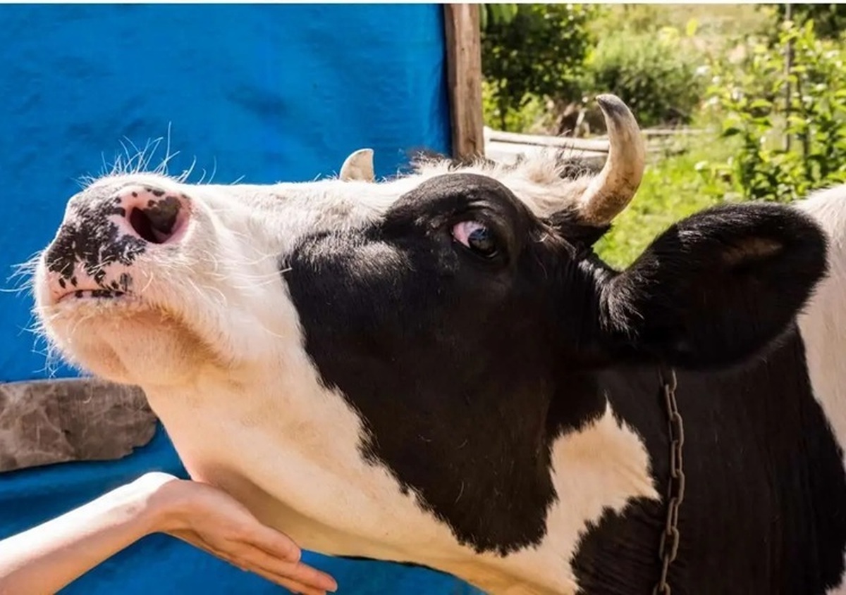 تصمیم جدید دولت در پی شیوع تب برفکی/ توزیع کارت کالایی لبنیات