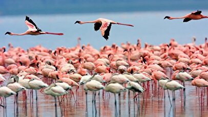 رقص فلامینگوها بر بوم رنگین دریاچه+ فیلم