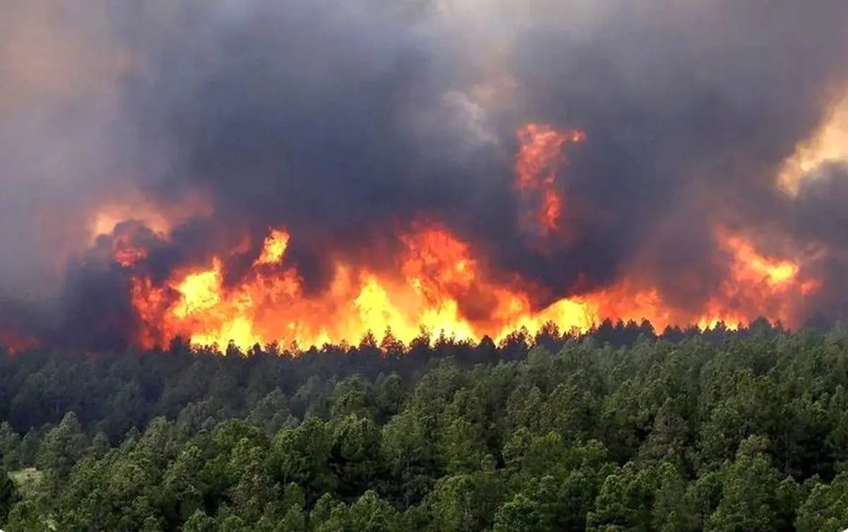 آتش‌سوزی گسترده در جنگل‌های جاده چالوس / محیط‌زیست خواستار اقدام فوری شد