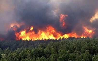 آتش‌سوزی گسترده در جنگل‌های جاده چالوس / محیط‌زیست خواستار اقدام فوری شد