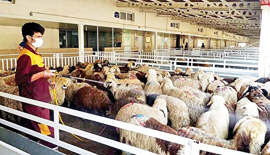 قیمت دام زنده امروز سه‌شنبه ۲۷ آبان ۱۴۰۴ + جدول