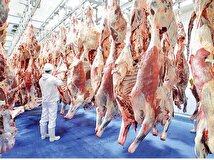 گوشت هندی در بازار به کیلویی ۶۵۰ هزار تومان رسید+ فیلم