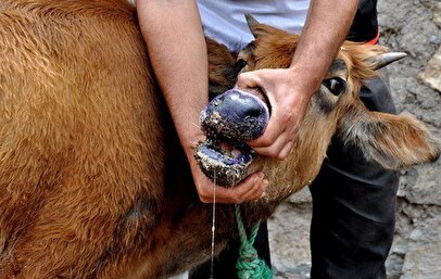 شیوع تب برفکی در کشور / چه بلایی بر سر تولید گوشت و لبنیات خواهد آمد