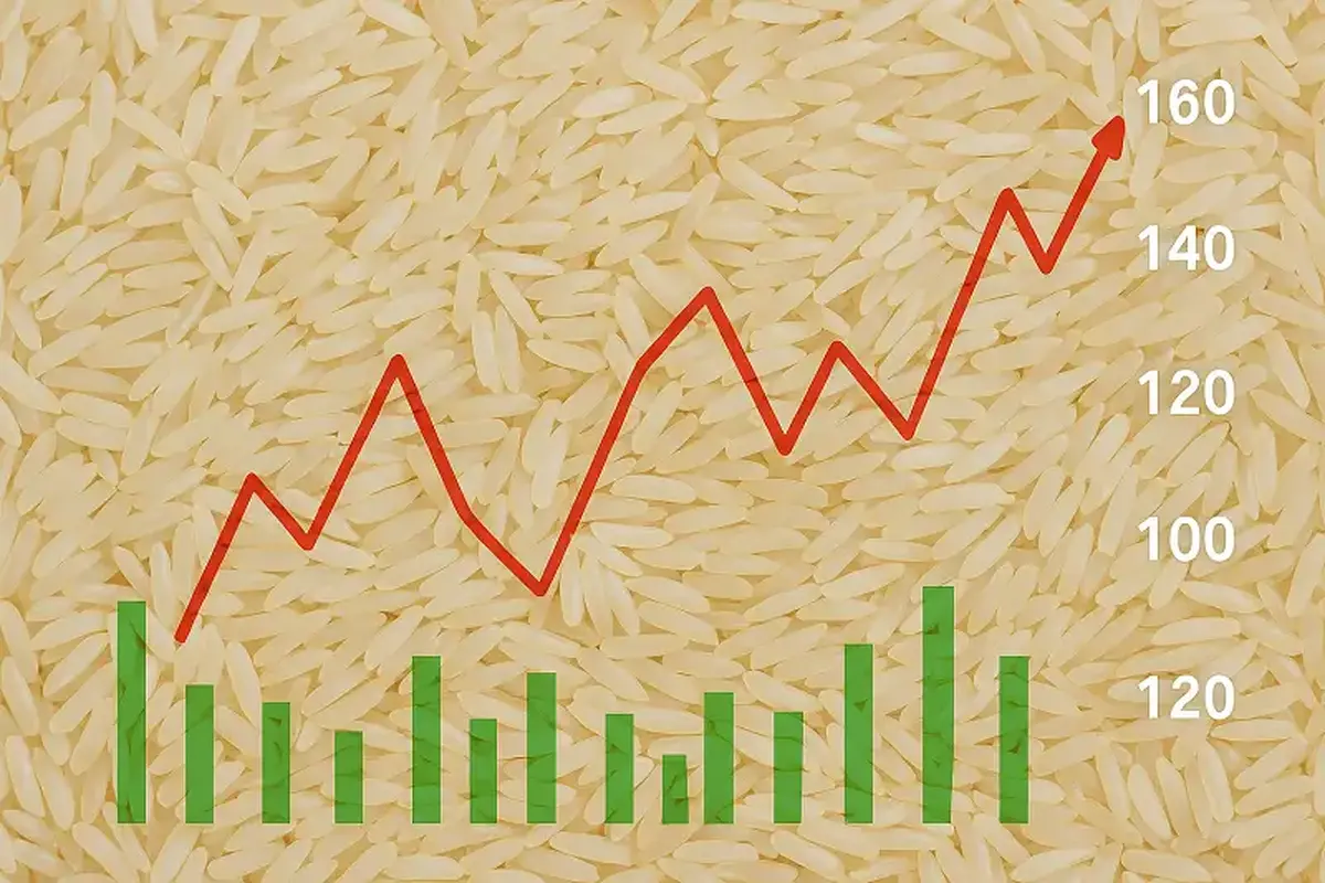 کاهش قیمت برنج ایرانی + جدول قیمت آبان ۱۴۰۴ کاهش قیمت برنج ایرانی + جدول قیمت آبان ۱۴۰۴