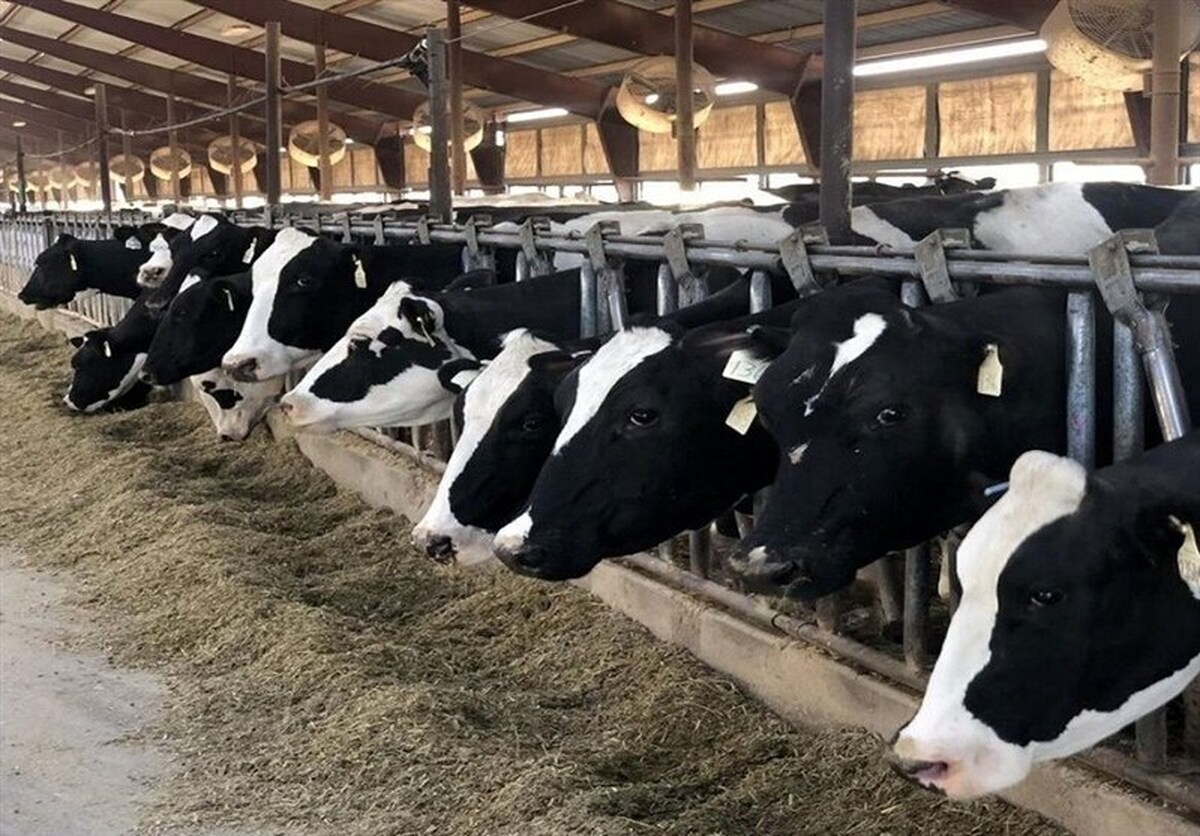 خرید گوشت ممنوع شد؟ / دامداری های کشور در حالت آماده باش خرید گوشت ممنوع شد؟ / دامداری های کشور در حالت آماده باش