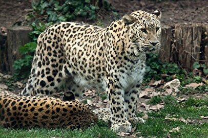 مشاهده چهار پلنگ ایرانی در سوادکوه+ فیلم