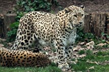 مشاهده چهار پلنگ ایرانی در سوادکوه+ فیلم