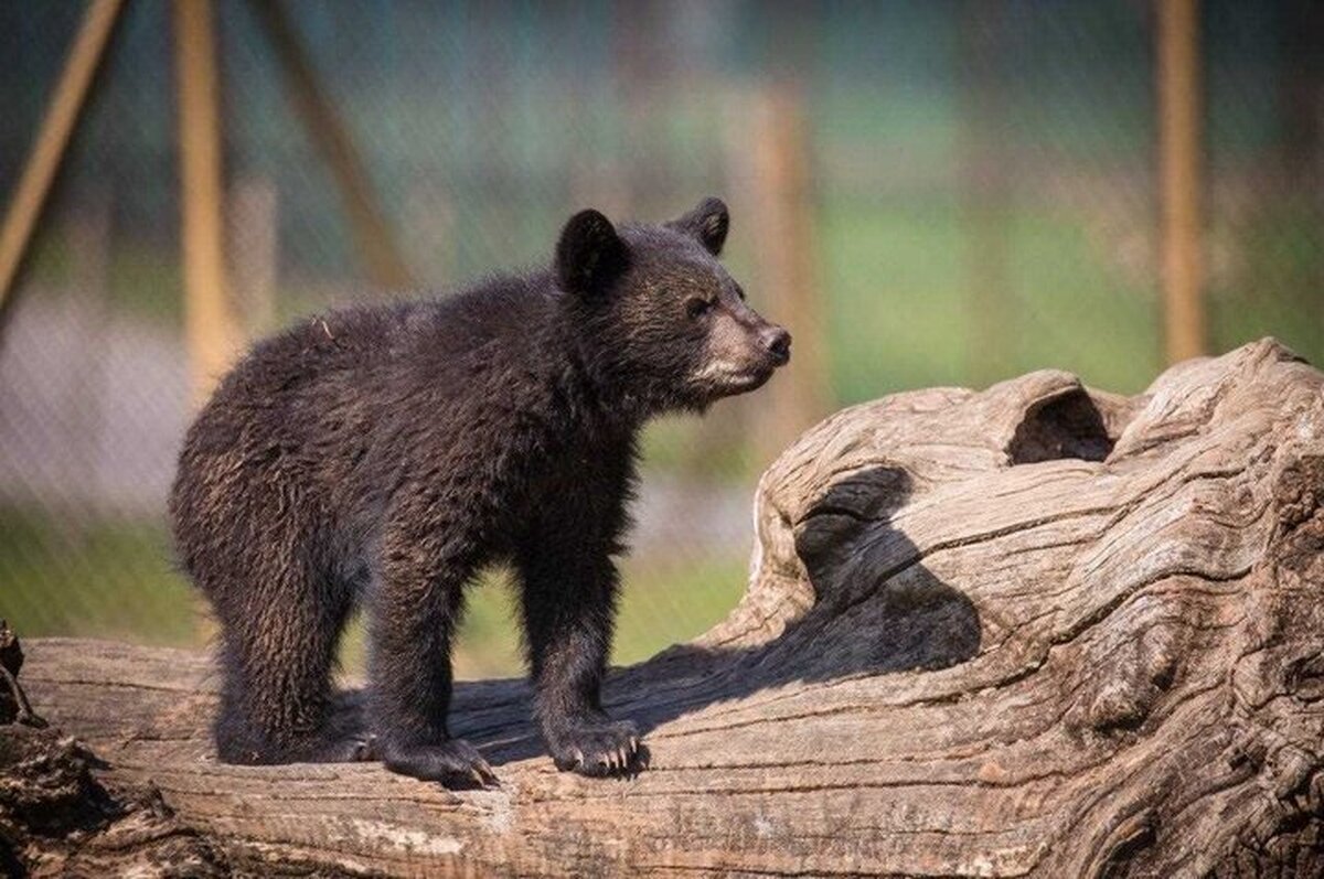 سرنوشت توله خرس گمشده پردیسان چه شد؟ / ماجرای خرسی که در پایتخت فراموش شد