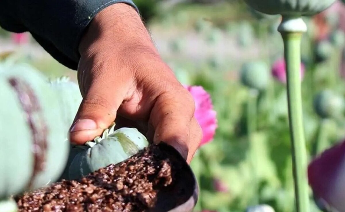 تصمیم نهایی درباره کشت خشخاش در ایران اعلام شد / هشدار وزارت بهداشت درباره بحران کمبود تریاک