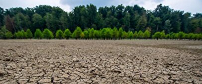 شمال کشور هم خشک خواهد شد /با شمال سرسبز و پوشیده از درخت خداحافظی کنید