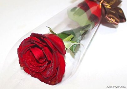 گل هم هدیه لاکچری شد/ قیمت گل روز مادر؛ از یک شاخه رز ساده تا باکس میلیونی!