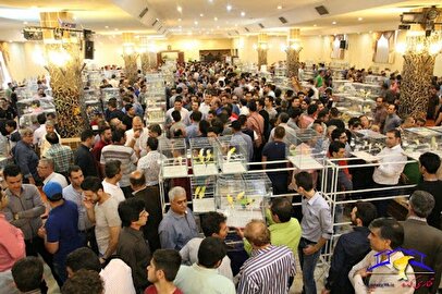 ۴.۵ کیلوگرم طلا قیمت یگ جفت قناری/ گردش مالی عجیب در بازار قناری‌فروش‌ها؛ واقعی یا پولشویی