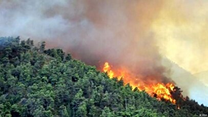 یک پنجم جنگل‌های الیت از بین رفت