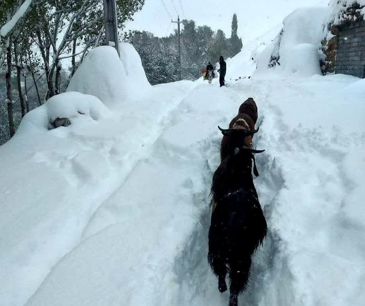برف شدید و کولاک در راه است / این استان‌ها از فردا آماده باشند