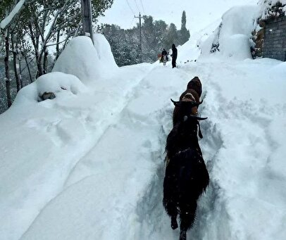 بارش برف شدید و کولاک در راه است / این استان‌ها از فردا آماده باشند