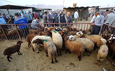 قیمت دام‌ زنده در ۲۴ آذر ۱۴۰۴ / قیمت گوسفند و گوساله عجیب شد