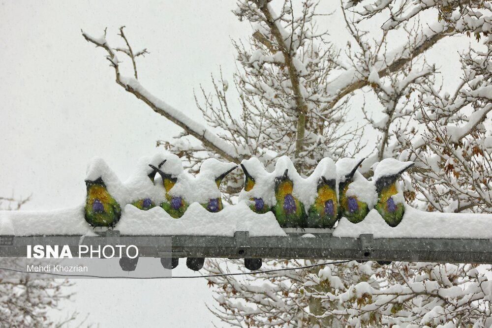 بارش شدید برف همدان را سفیدپوش کرد