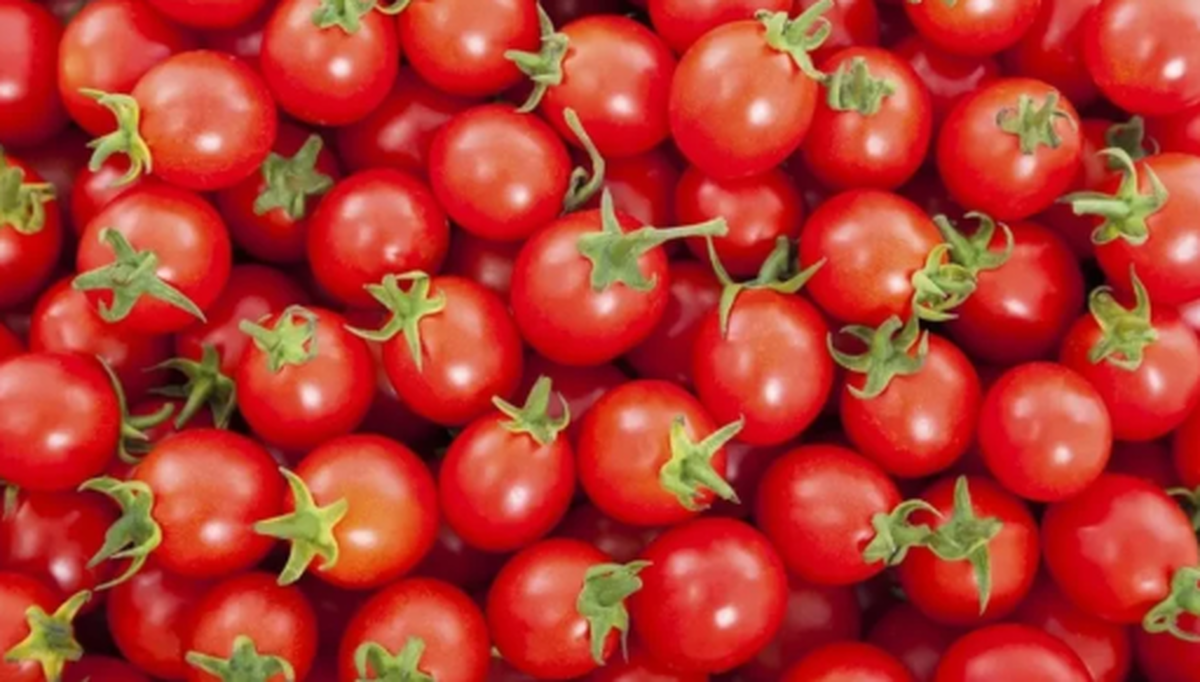 سقوط قیمت گوجه فرنگی در راه است/ نرخ عمده‌فروشی تا مرز ۶۵ هزار تومان