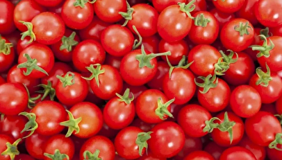 سقوط قیمت گوجه فرنگی در راه است/ نرخ عمده‌فروشی تا مرز ۶۵ هزار تومان