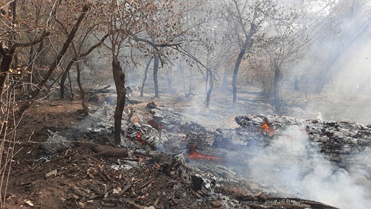 آخرین وضعیت آتش‌سوزی در جنگل‌های شمال + فیلم