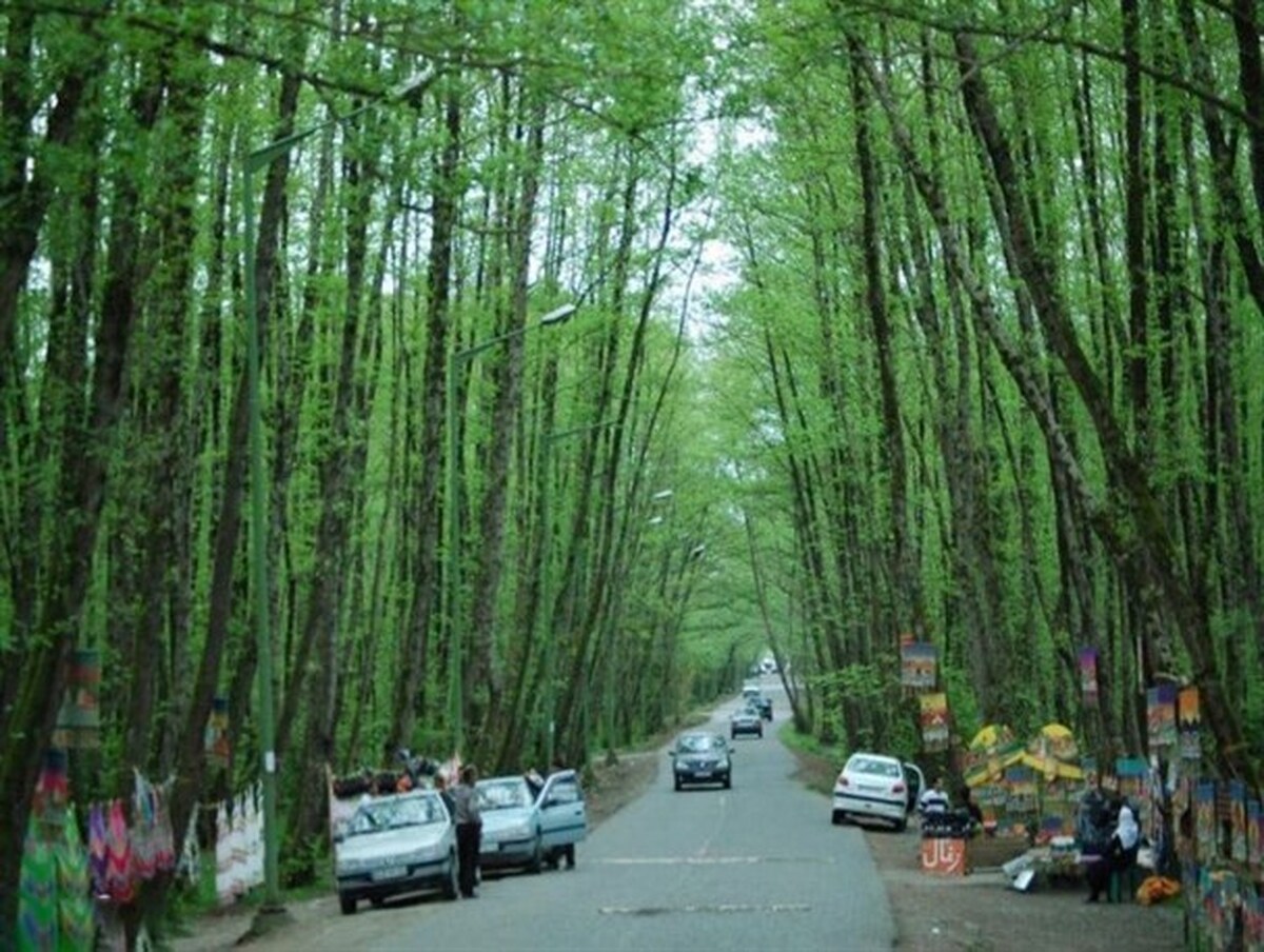 تردد در جنگل‌های شمال حتی برای بومیان ممنوع شد