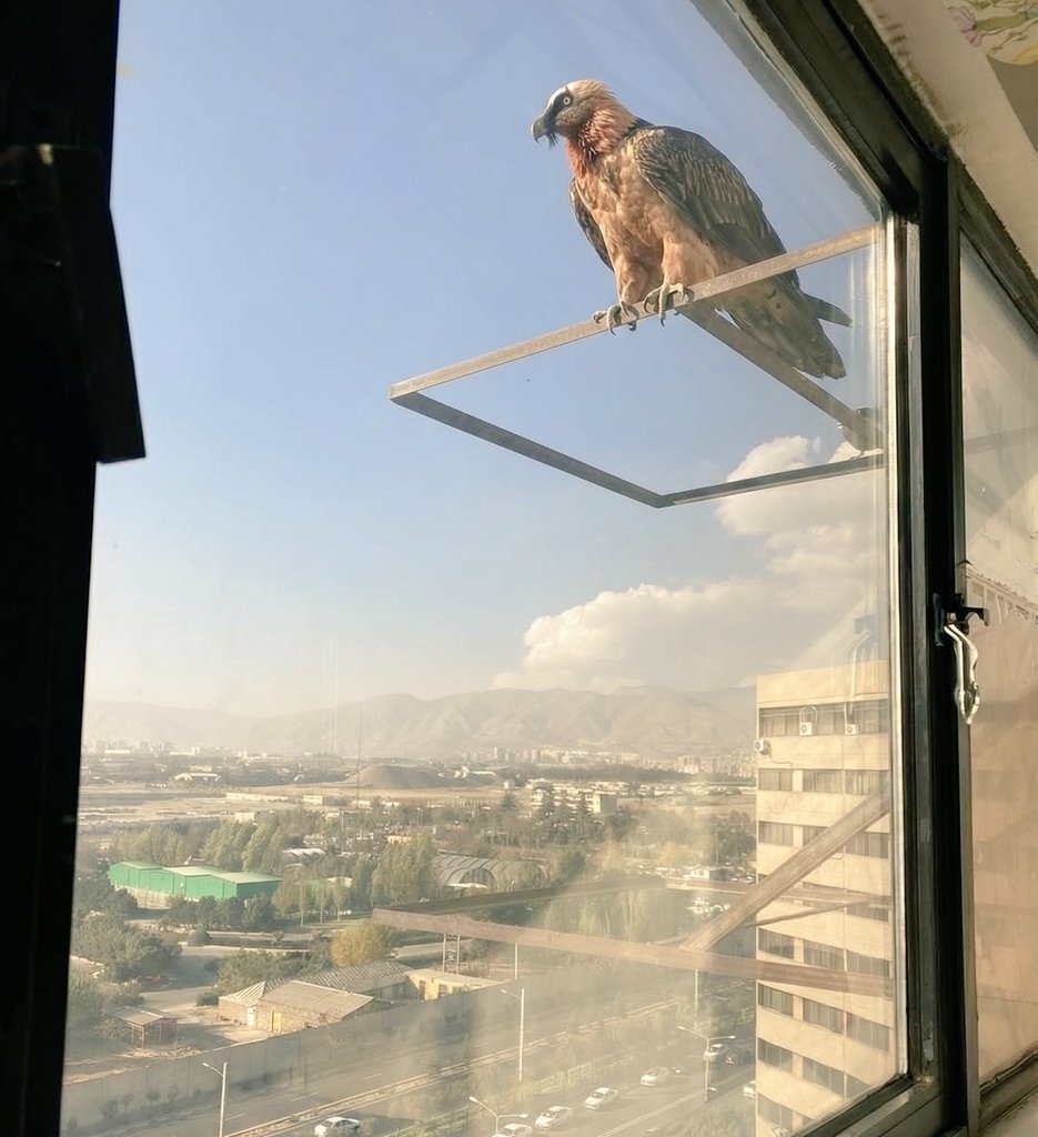 دیده شدن همای سعادت در شهرک اکباتان تهران