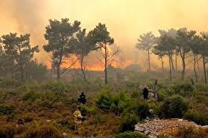 درختان الیت در آتش‌سوزی اخیر آسیب جدی ندیدند