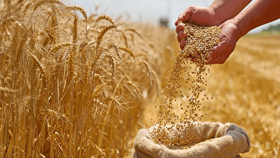 خبر خوش برای گندمکاران/ خرید تضمینی گندم آغاز شد