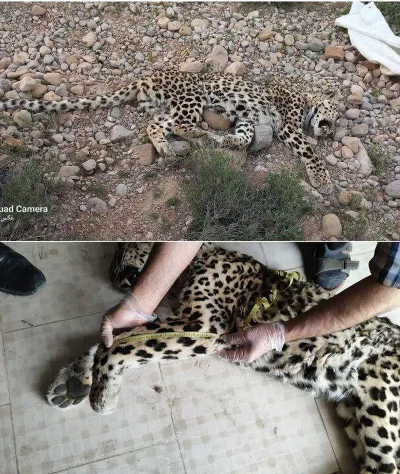 پیدا شدن لاشه یک فرد پلنگ ایرانی در ارتفاعات اسفراین