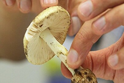 هشدار درباره خطر این نوع مسمومیت در فصل بهار