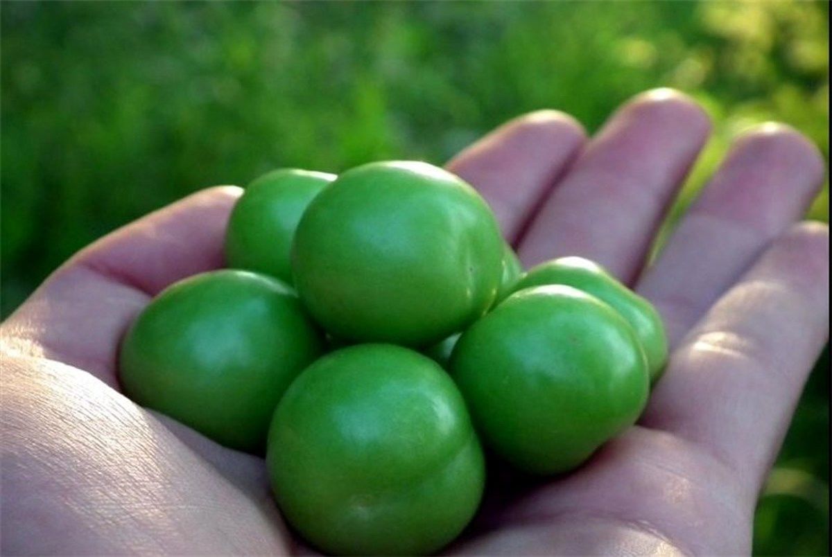 قیمت‌های نجومی در بازار نوبرانه‌ها/ گوجه‌سبز به ۸۰۰ هزار تومان رسید