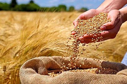 مطالبات گندمکاران در مسیر پرداخت/ دستور مستقیم رئیس‌جمهوری برای تأمین منابع