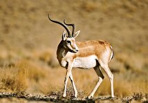 اینفوگرافیک/ کدام ذخیره‌گاه‌های زیست کره ایران جهانی شده‌اند؟