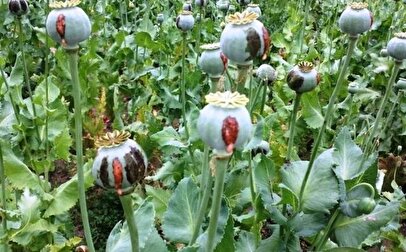 آزاد شدن کشت خشخاش در ایران/ ستاد مبارزه با مواد مخدر پاسخ داد