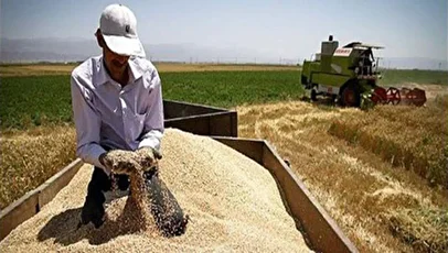 مطالبات گندمکاران همچنان در پرداخت نشده/ بلاتکلیفی گندمکاران و گلایه بنیاد ملی از بدقولی‌ها