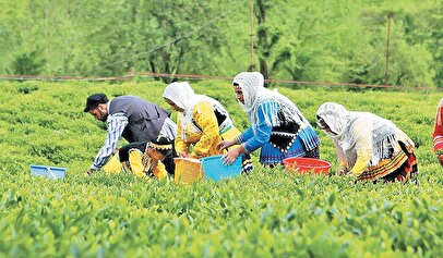 مطالبات چایکاران تا ۶۱ درصد تسویه شد
