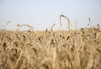 آخرین وضعیت مطالبات گندم‌کاران / مطالبات کشاورزان باید پرداخت شود