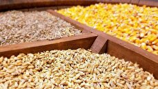 جزئیات تازه از واردات نهاده‌های دامی / گردش مالی سالانه به ۸ میلیارد دلار رسید