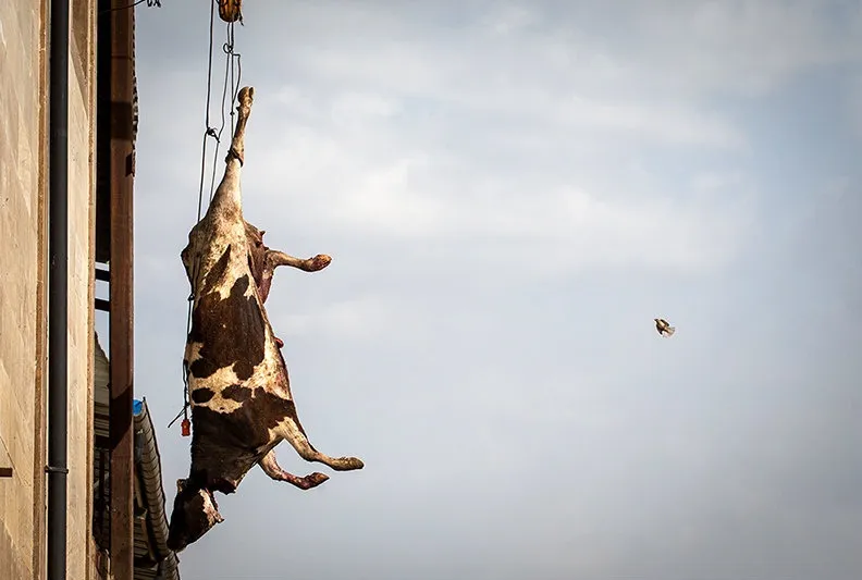 لحظه ذبح گاو در کشتارگاه (تصاویر +18)