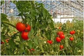 برای احداث گلخانه‌های کوچک وام پرداخت می‌شود